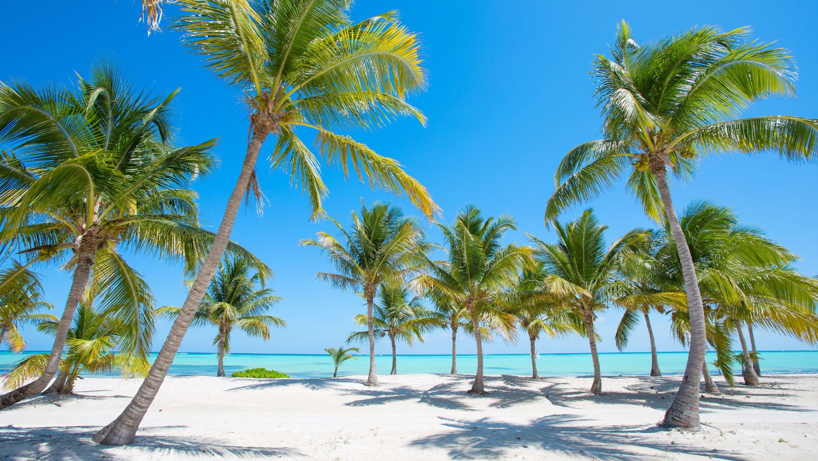 Discover Global Travel and Cultural Exchange Opportunities on